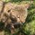 F5 Male Savannah Cat for rehoming - $1500, price negotiable 2 thumbnail