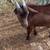 Nigerian Dwarf Wether 3 thumbnail