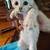 White Leopards, Savannah/ Highland Lynx 3 thumbnail