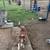 Free dog 2 thumbnail