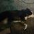 Mini aussie 3 thumbnail