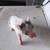 Piglets Maranas 1 thumbnail