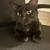 Missing Black Cat with Short Tail 1 thumbnail