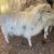 Sheep 1 thumbnail