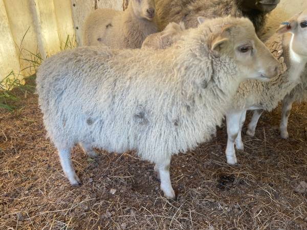Sheep 1