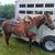haflinger cross mare 8 thumbnail
