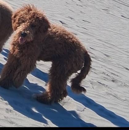 mini goldendoodle 1