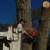 tree removal 8 thumbnail