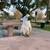 Cockatoo “NuNu” 1 thumbnail