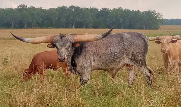 Longhorn semen 1
