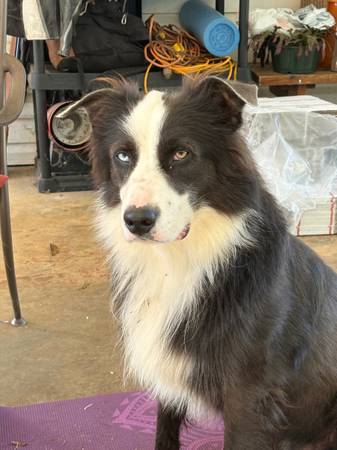 American Shepherds (Clermont, GA)63922481625474120