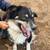 Mini Australian sheperd 3 thumbnail