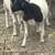 Dorper Sheep 11 thumbnail