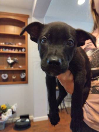 Puppies ready for new home (brentwood / oakley)63941477678082123