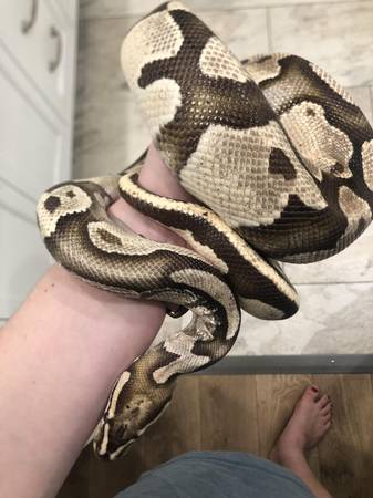 Fireball Python, Tank, and Full Set-up 1