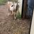 Purebred Kiko Goats 4 thumbnail