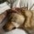 Rehoming 3 yr old Siberian Husky Yellow Lab 2 thumbnail