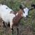 Goats 3 thumbnail