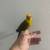 Sun Conure baby parrot 10 thumbnail