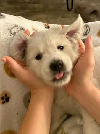 Small pupisssssss 1