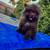 Chocolate pomeranian male 6 thumbnail