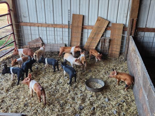 Weaner Pigs 1