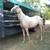 Palomino gelding 4 thumbnail