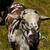 Katahdin Ram 5 thumbnail