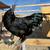 Ayam Cemani eggs 1 thumbnail