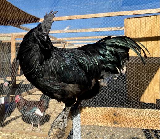Ayam Cemani eggs 1