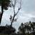 Tree Removal Services 3 thumbnail