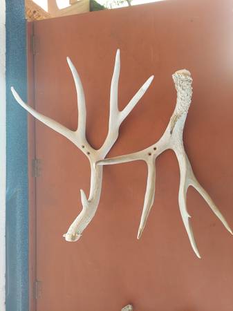 Deer Antlers 1