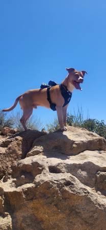 Very active chihuahua mix to good home (Bostonia)64038443242115123
