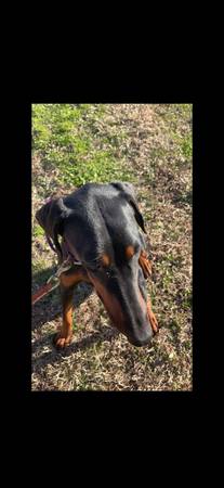 3 yr old Doberman female (Monroe)63813124769025120