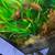 30 gallon acrylic hexagon aquarium/fish tank 2 thumbnail