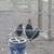 Ayam Cemani Rooster - $100 2 thumbnail