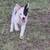 Border collie 1 thumbnail