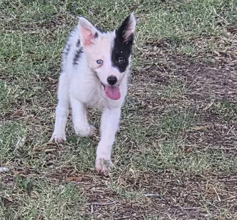 Border collie 1
