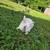 Rex rabbits 2 thumbnail
