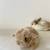 Bunny 1 thumbnail