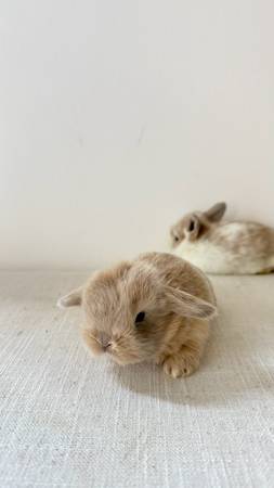 Bunny 1