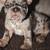 Frenchie 4 thumbnail