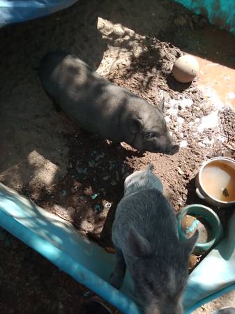 Pot belly pigs 1