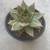 Echeveria 1 thumbnail