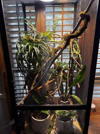 Female veiled chameleon and enclosure (Cumming)63881506563459120