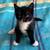Male kittens 2 thumbnail