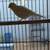 Three 2 year old canaries and cage 1 thumbnail