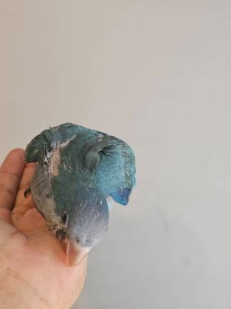 Tame Blue Quaker baby (Houston)63859313114113124