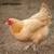 Lots of Chicken Breeds to choose from Now Taking Pre-order Now Taking 6 thumbnail