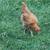 Geese, guineas, pullets, turkeys, and white homing pigeons 23 thumbnail